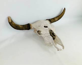 Bovine Skull