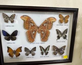 Cozumel purchased and endangered Moths and Butterflies