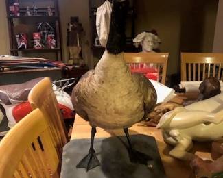 Taxidermy goose