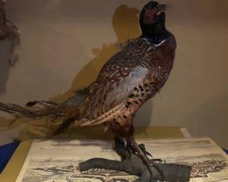 Taxidermy of bird on a Stand