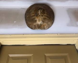 Real Tortoise Shell