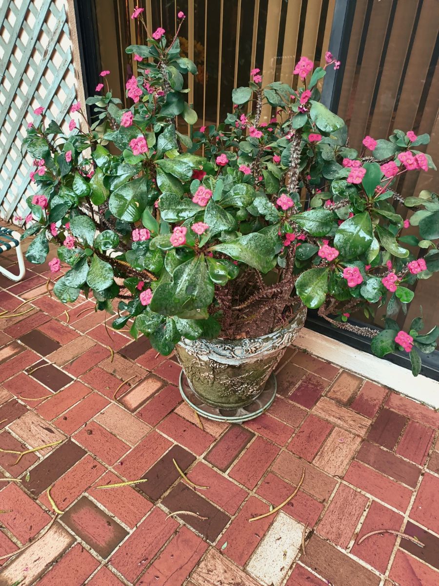 Estate Sale Wedgewood Palm Harbor starts on 3/28/2024