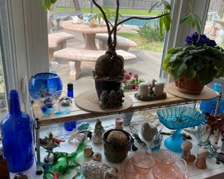 Colored Glass, Money Tree plant, AfricanViolet 