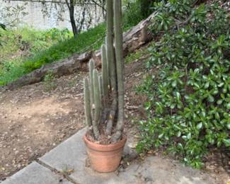 Potted cactus 