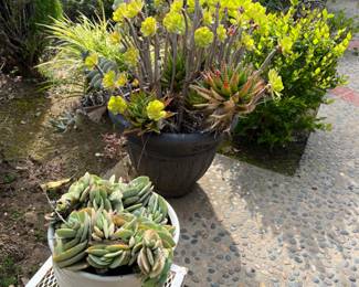 Potted succulents 