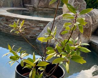 Some black Gainey pits