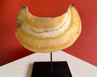 A Sepik breast plate made of shell, Papua New Guinea