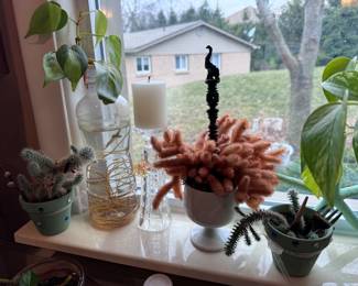 Live houseplants and cacti