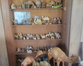 Camel collection
