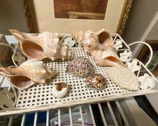 Large selection of shells