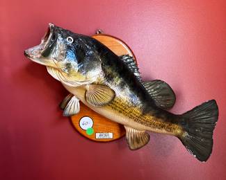 Archie Phillips Bass