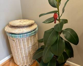 Wicker Basket, Plant