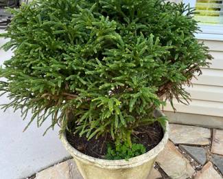 2 beautiful Globosa nanas that grow into a ball form. Requires full sun.