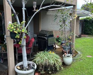 potted pants: spider plants, lemon trees, and more