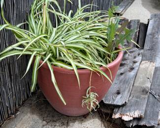 potted spider plant
