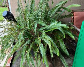 potted fern plant