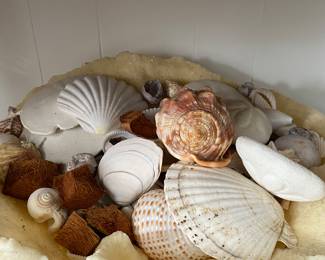 Seashell Display