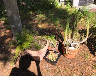 New to Sale are firm prices-
Potted succulents and cactus