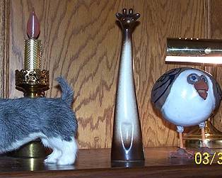 Schnauzer, Howard Pierce giraffe, Susan Davis birds