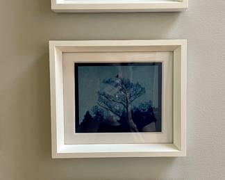 Alyssa Salomon
cyanotypes 