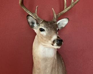 deer mount #1