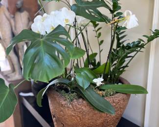 $820  Antique Burl wood Indonesian Madura Island mortar.   Available during  online beginning sale beginning Wednesday, May 8th at 8am and ending Thursday May 9th at 4pm.   Click on message seller to let us know you want to purchase it and we will reply with next steps.