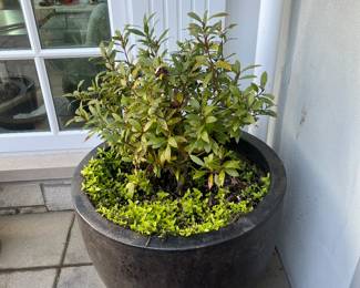 $500. Large planted pot 26 inch diameter by 22 inches high.  Available during  online beginning sale beginning Wednesday, May 8th at 8am and ending Thursday May 9th at 4pm.   Click on message seller to let us know you want to purchase it and we will reply with next steps.