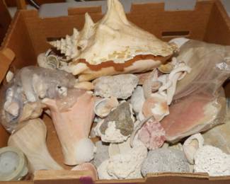 Huge Sea Shells Collection