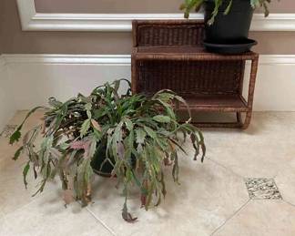 Christmas Cacti On A Shelf