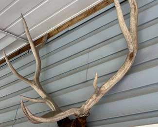 Elk antlers