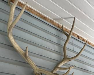 Elk antlers