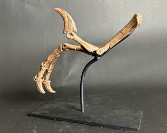 Oviraptor Foot