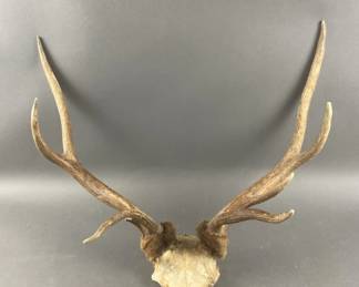 Lot 313 | Vintage Antlers