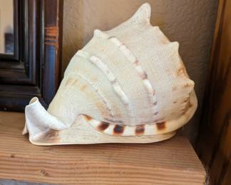 extra large conch shell