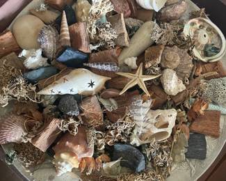 Seashell decor
