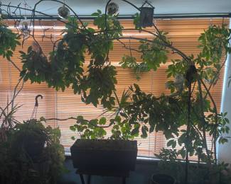 Huge live plants