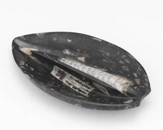 Prehistoric Fossilised Specimen, as Carved Dish, Cephalopod Era, 370 Mya