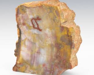 Prehistoric Petrified Agatized Wood Specimen, Arizona 