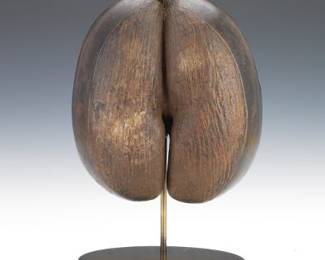 Seychelle Island CocodeMer Shell