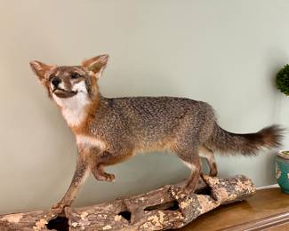 Taxidermy fox
$500