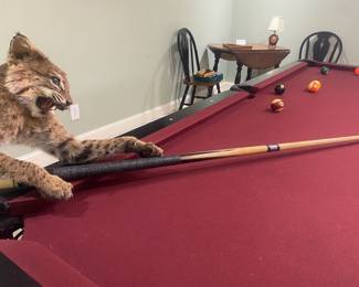 The bobcat beat us all at pool