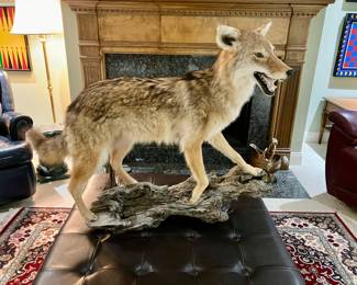 Taxidermy Coyote
$800