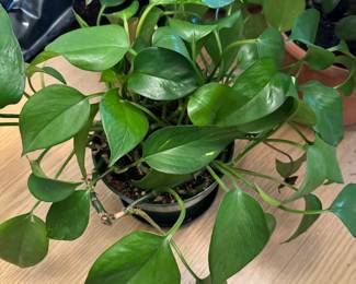 Live Plant