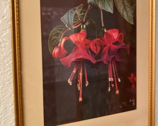 Framed & Matted Photography Print Of Bleeding Hearts Flower