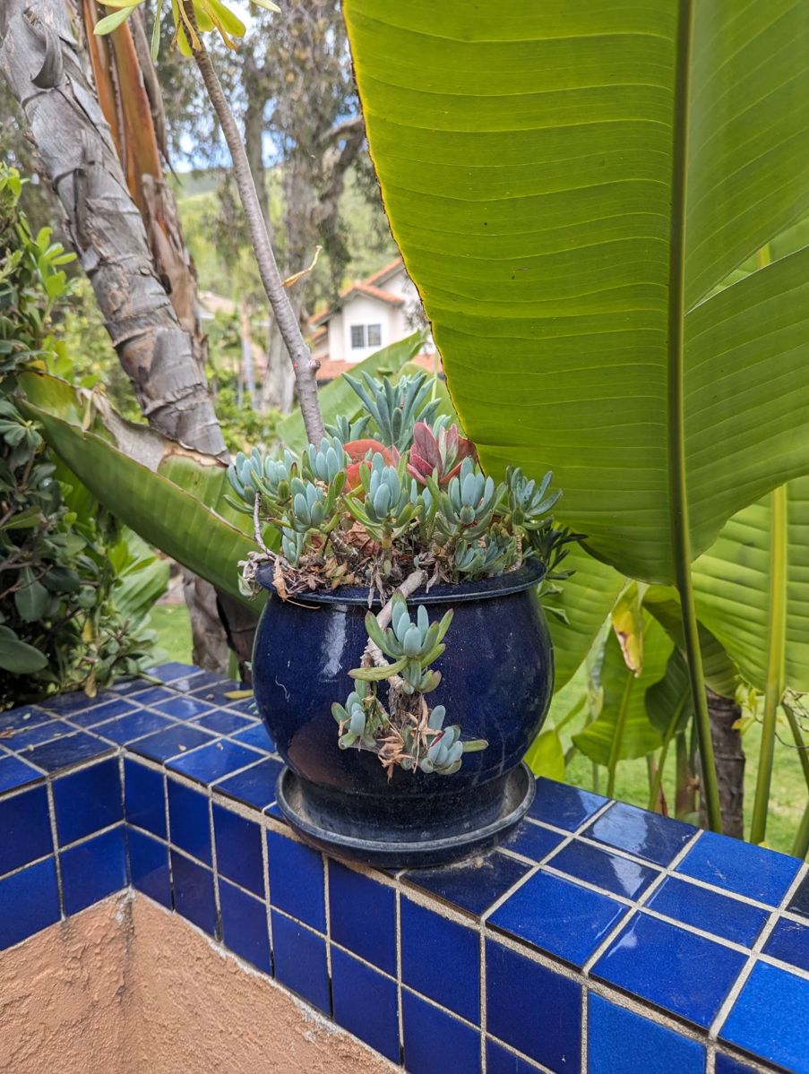 La mesa area in San Diego, CA starts on 4/26/2024