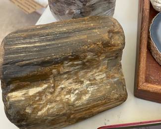 Petrified Wood