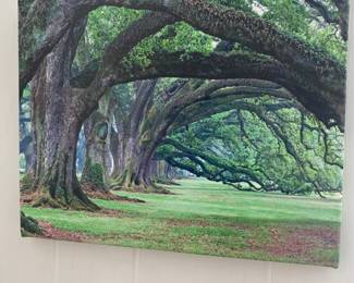 Oak Alley stretched photo by Brian Miller
