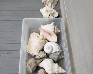 Large Shells