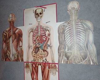 THIS IS INCREDIBLE FOLDING ANATOMY OF THE BODY WITH ALL THE BODY PIECES, TOP AND BOTTOM MALE