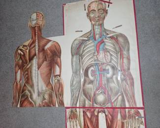 THIS IS INCREDIBLE FOLDING ANATOMY OF THE BODY WITH ALL THE BODY PIECES, TOP AND BOTTOM MALE